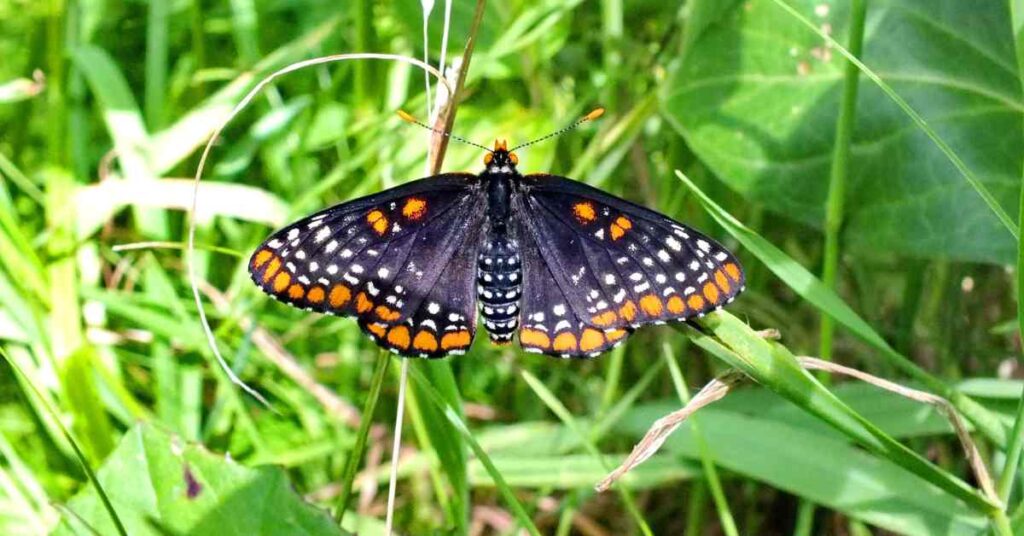 Baltimore Checkerspot