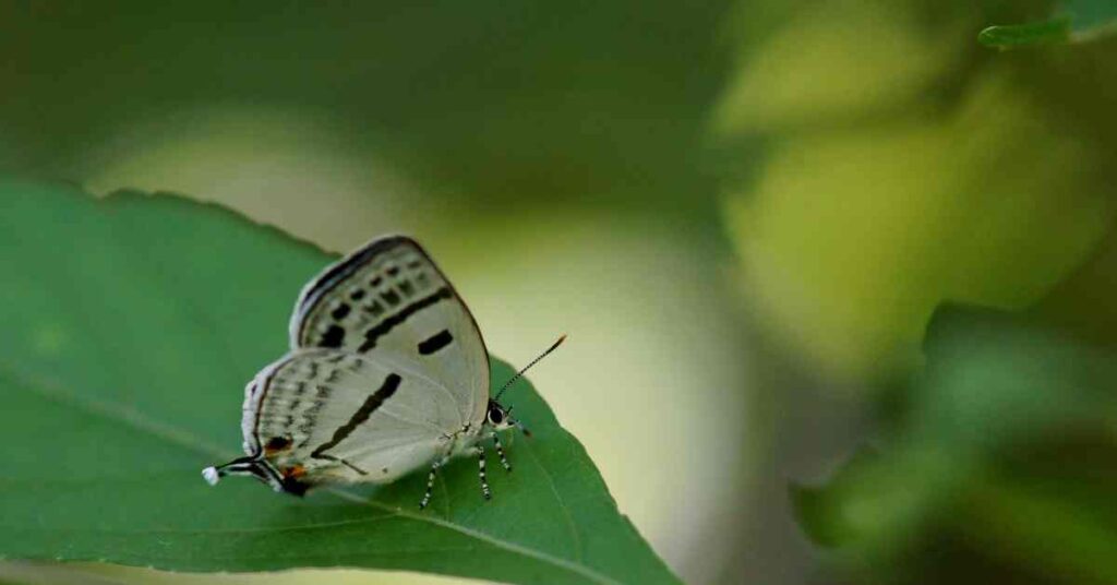 Banded Hairstreak