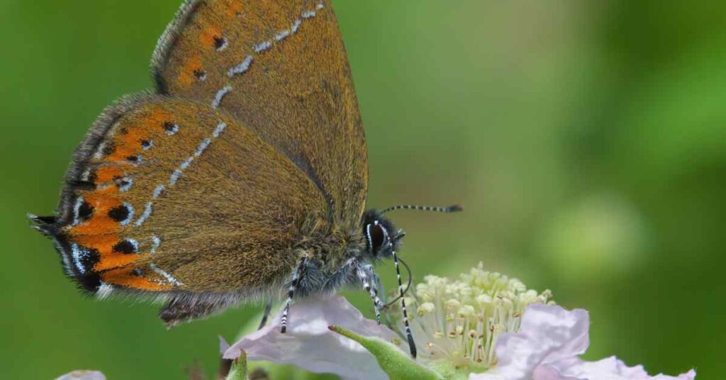 Black Hairstreak 