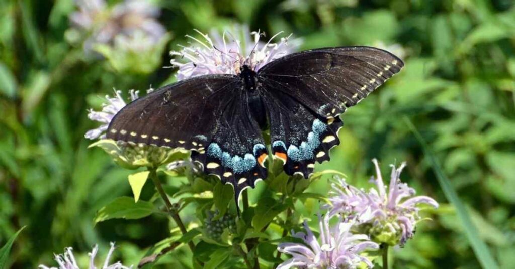 Black Swallowtail