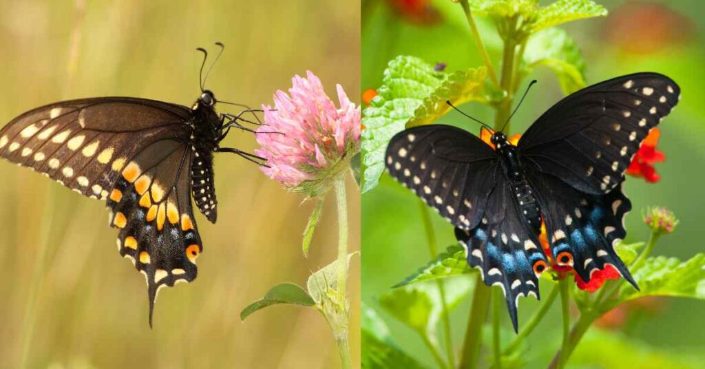 Black Swallowtail Butterfly