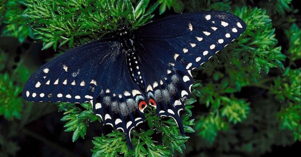 Black-Swallowtail-butterfly