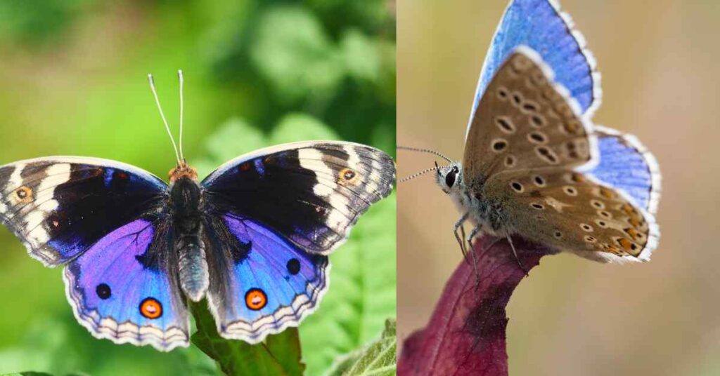 Common Species Of Blue Butterflies
