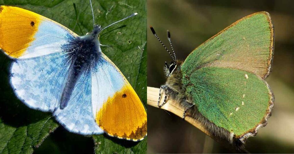 Butterflies In France