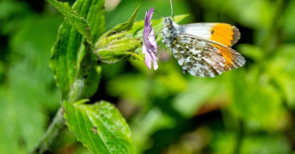 Butterflies In Italy