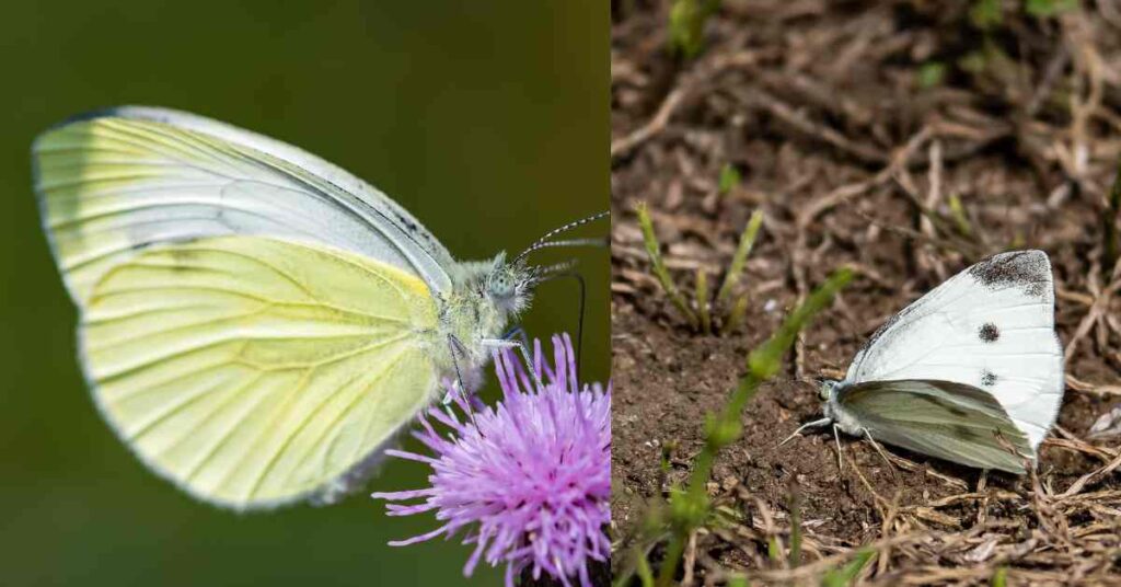 Cabbage White Butterfly