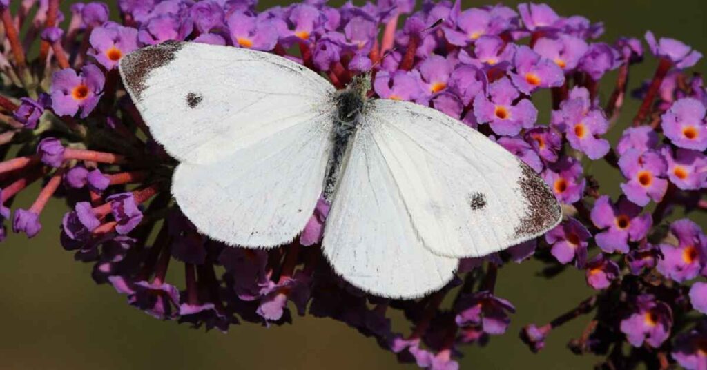 Cabbage White