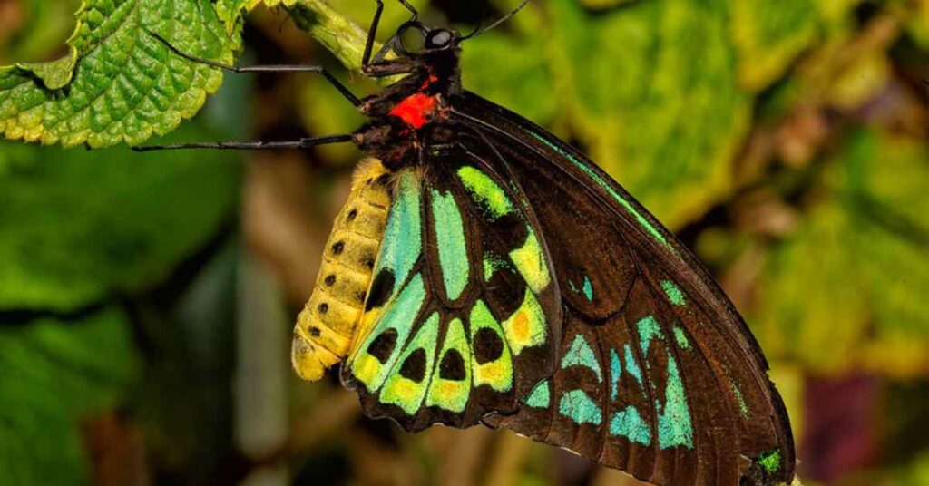 Cairns Birdwing butterfly