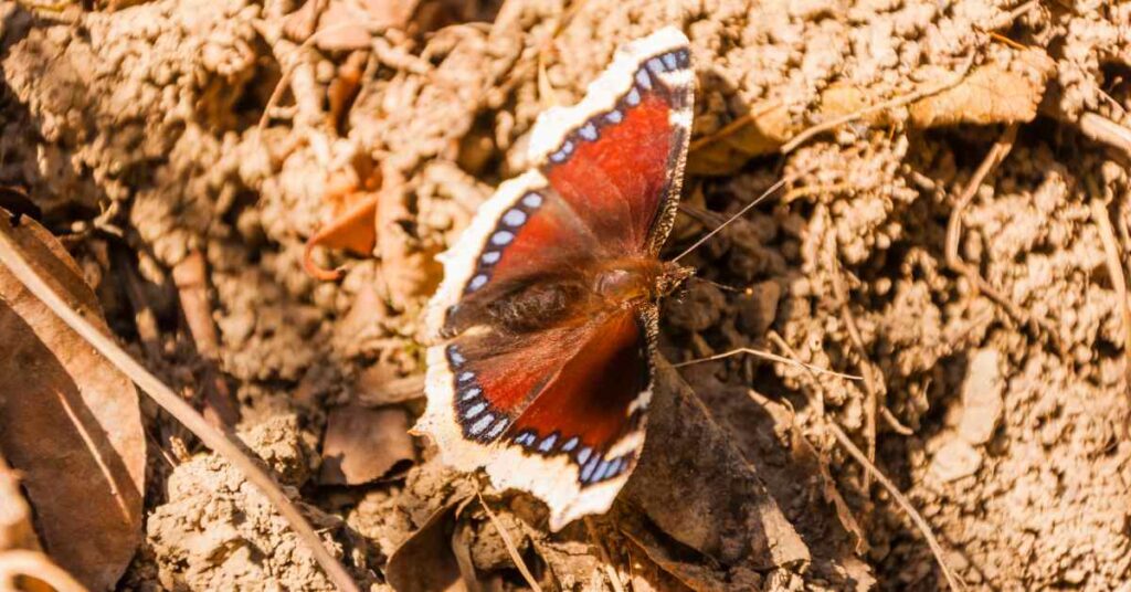 Camberwell Beauty