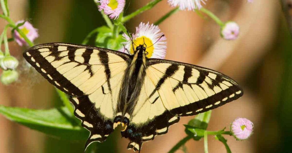 Canadian Tiger Swallowtail