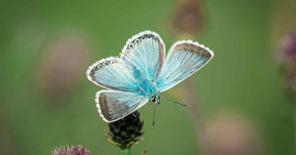 Chalk Hill Blue