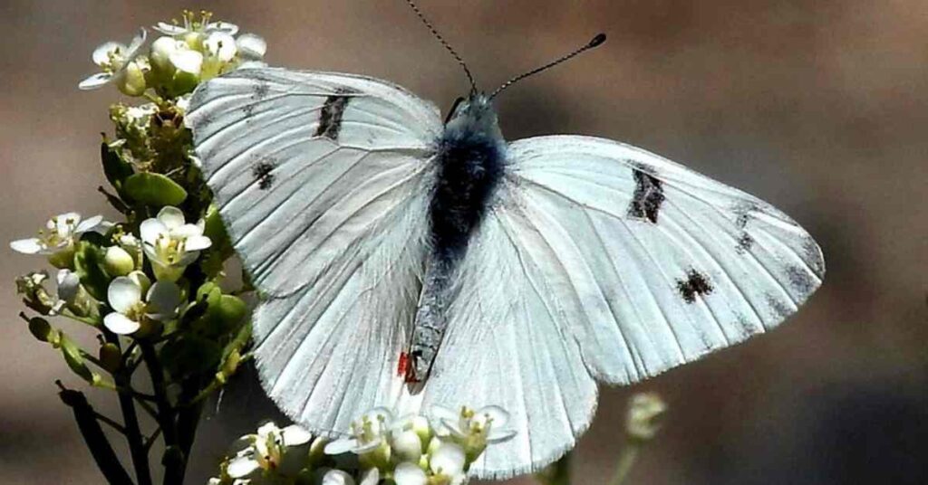 Checkered White