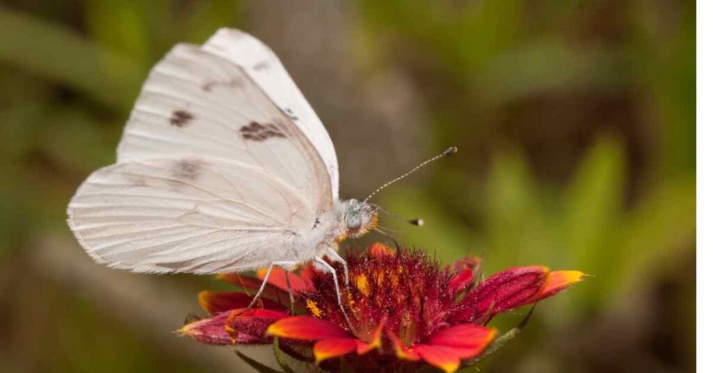 Checkered White Butterfly