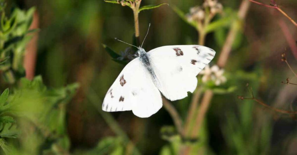 Checkered White Butterfly Pupal 