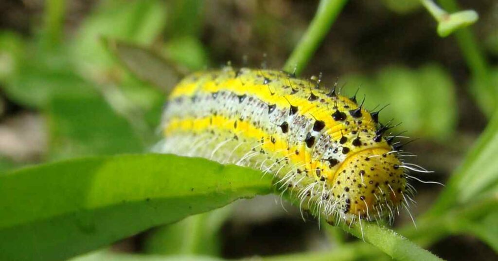 Checkered White Butterfly caterpillar 