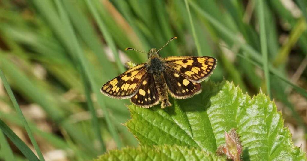 Chequered Skipper