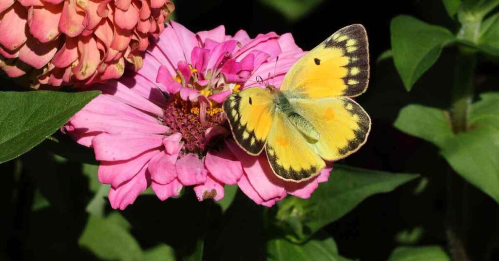 Clouded Sulphur Butterfly