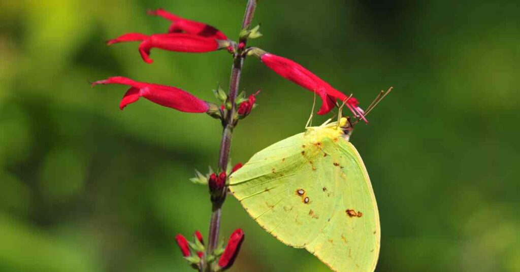 Clouded Yellow Butterfly