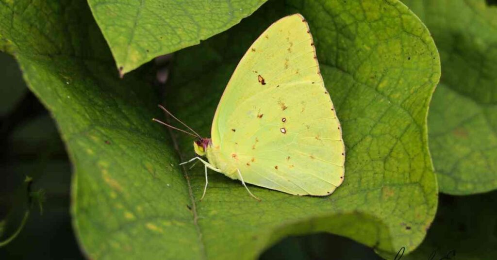 Cloudless Sulphur