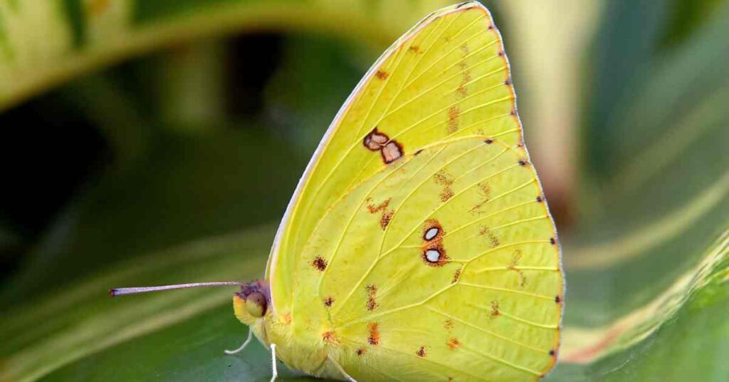 Cloudless Sulphur 