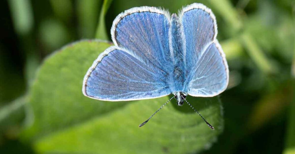 Common Blue Butterfly