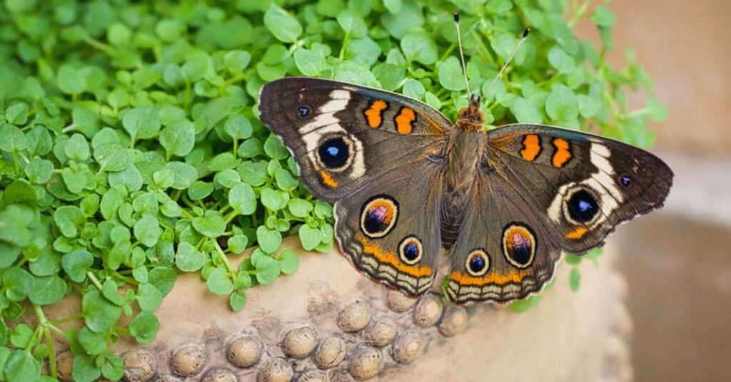 Common Buckeye