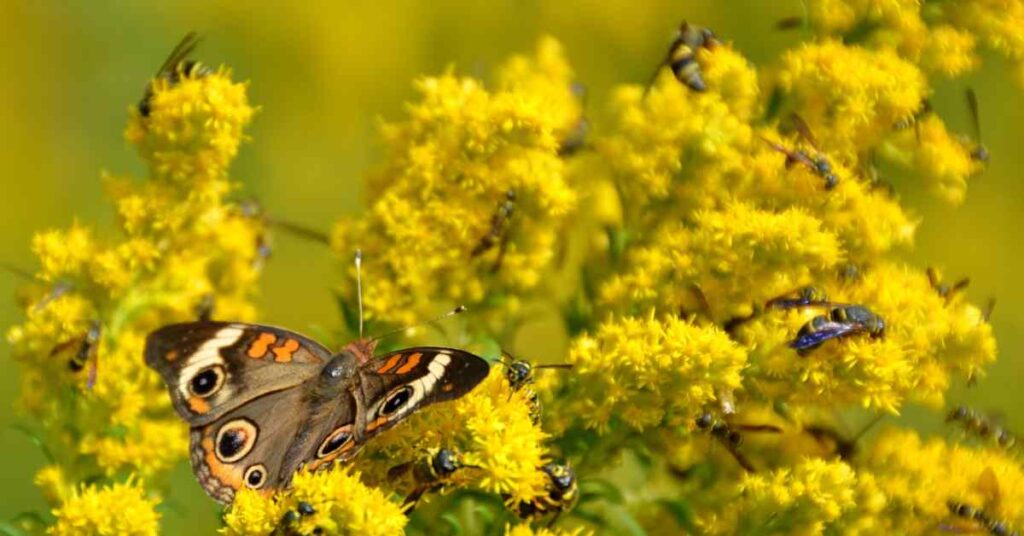 Common Buckeye Butterfly