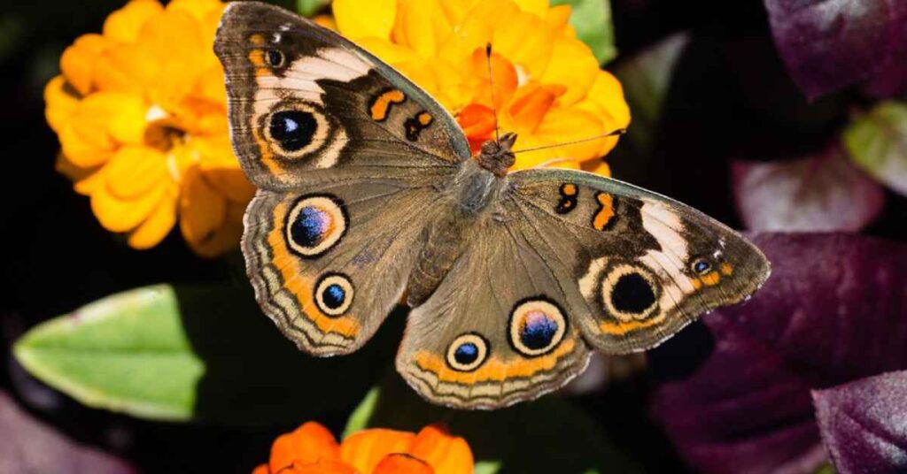 Common Buckeye Butterfly