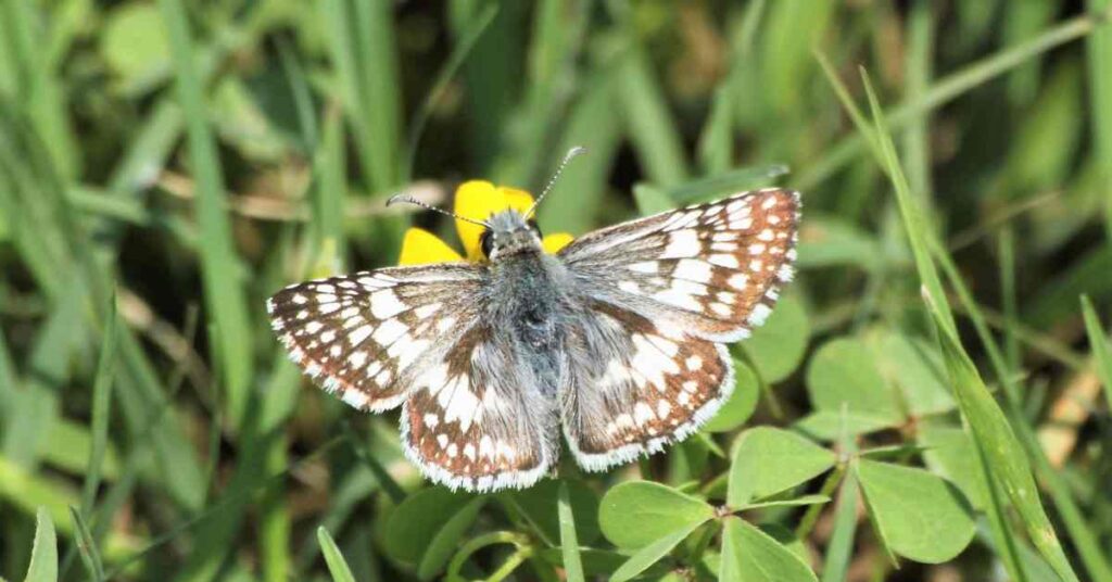 Common Checkered-Skipper