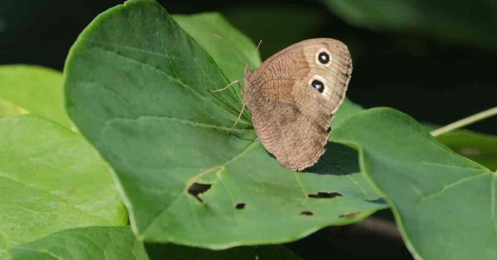 Common Ringlet Butterfly