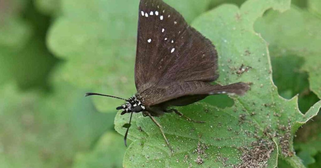 Common Sootywing