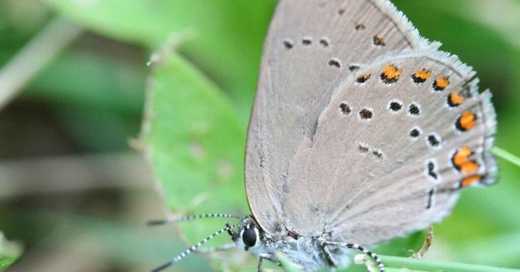 Coral Hairstreak 