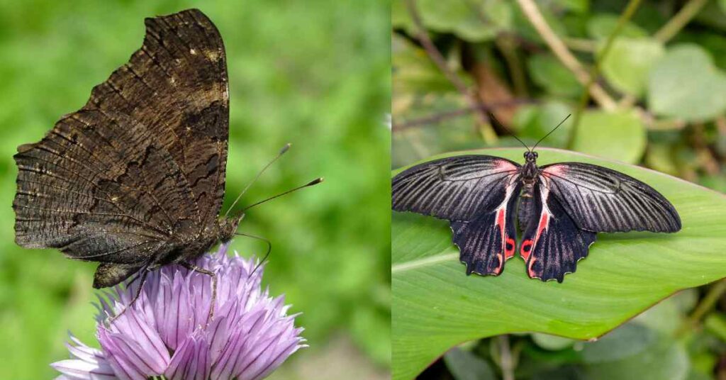 Dark Red Butterflies