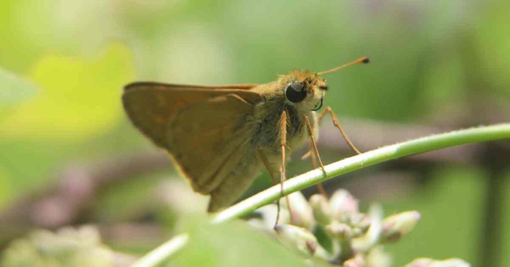 Delaware Skipper