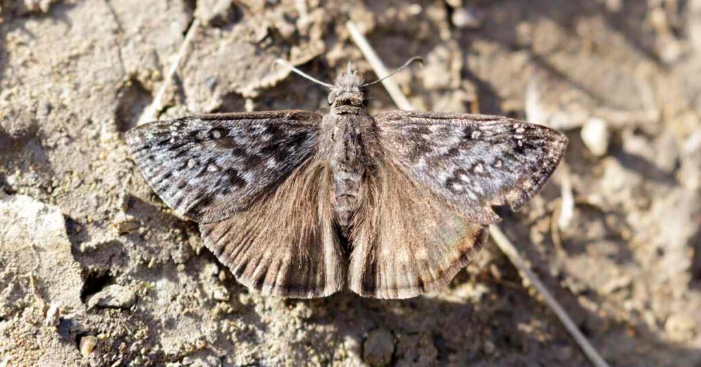 Dreamy Duskywing