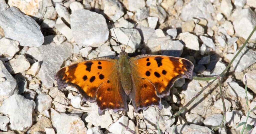 Eastern Comma Butterfly