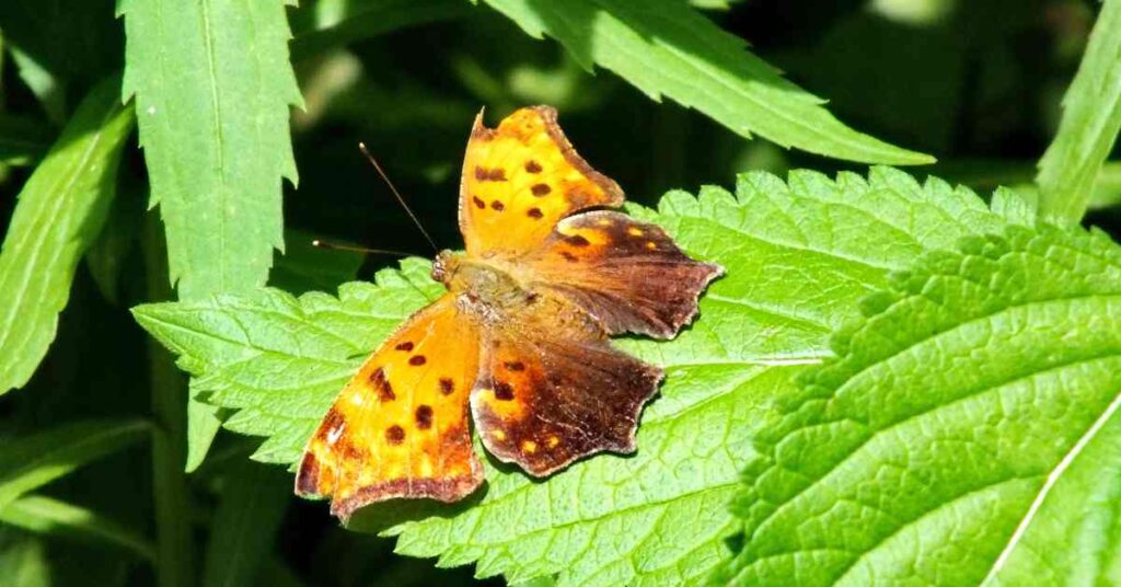 Eastern Comma