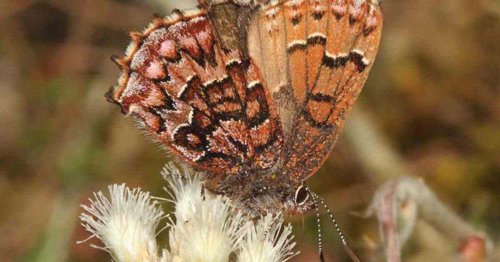 Eastern Pine Elfin Butterfly