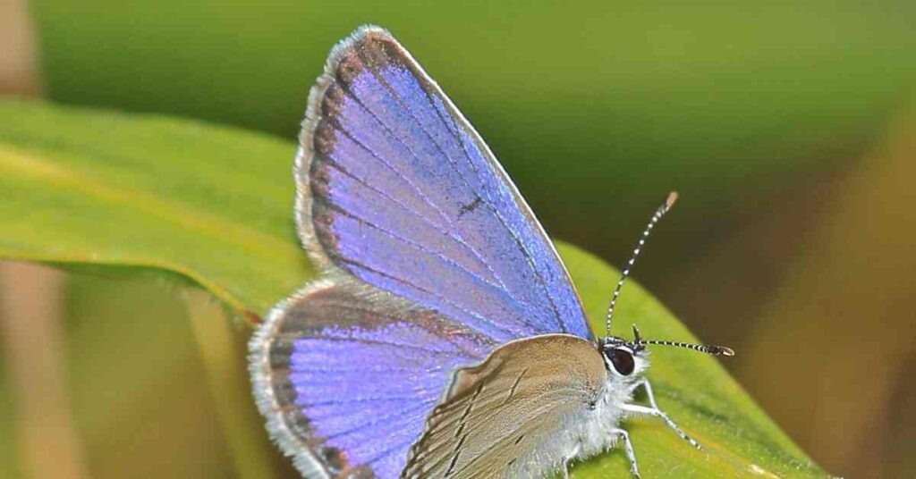 Eastern Tailed-Blue