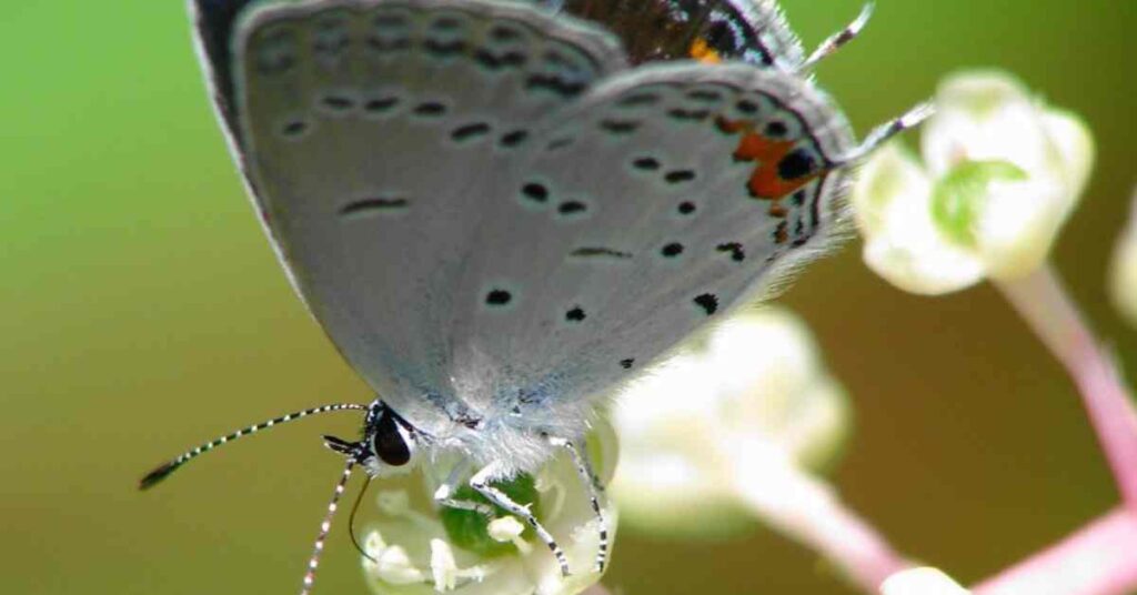 Eastern Tailed-Blue Butterfly