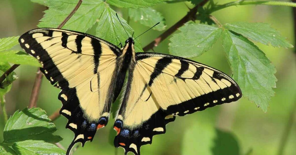 Eastern Tiger Swallowtail 