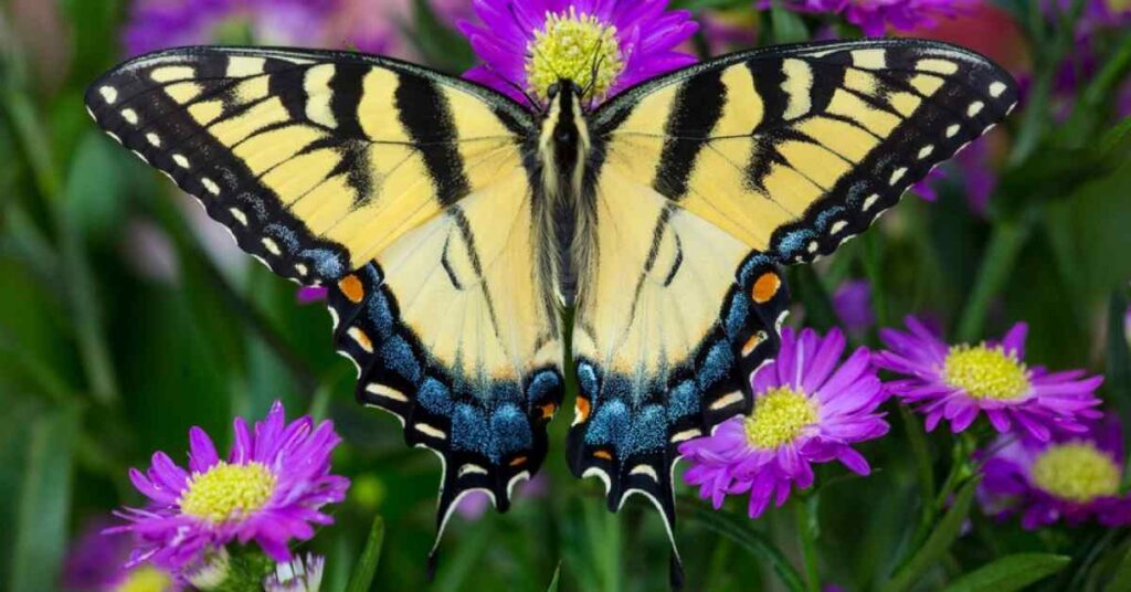 Eastern Tiger Swallowtail 