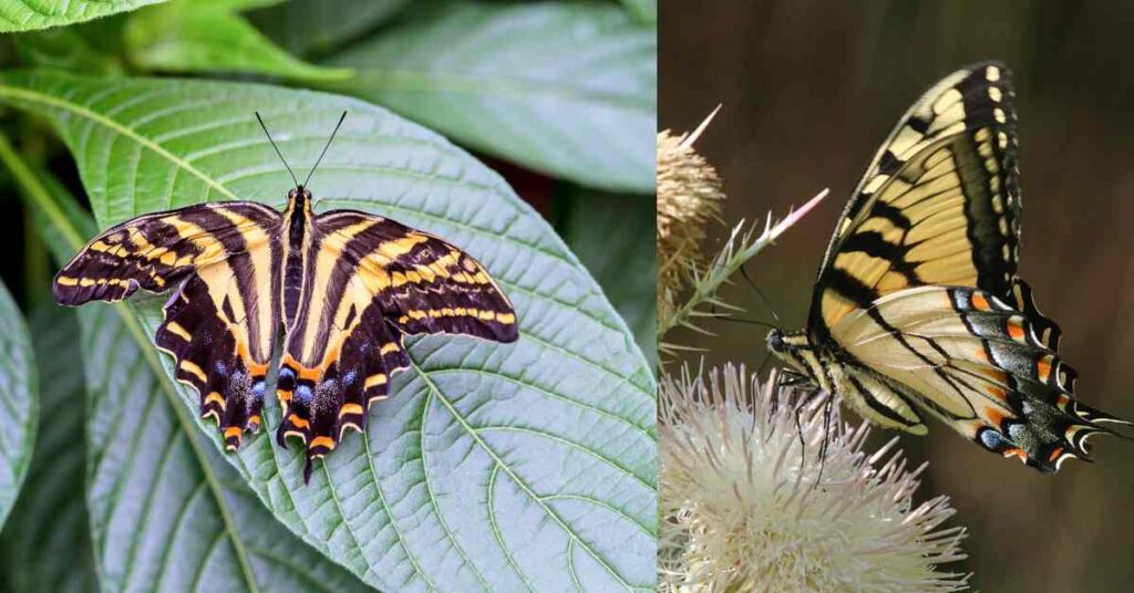 Eastern Tiger Swallowtail