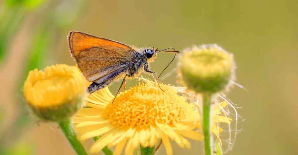 Essex Skipper 