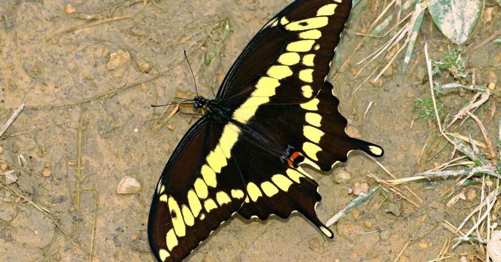 Giant Swallowtail