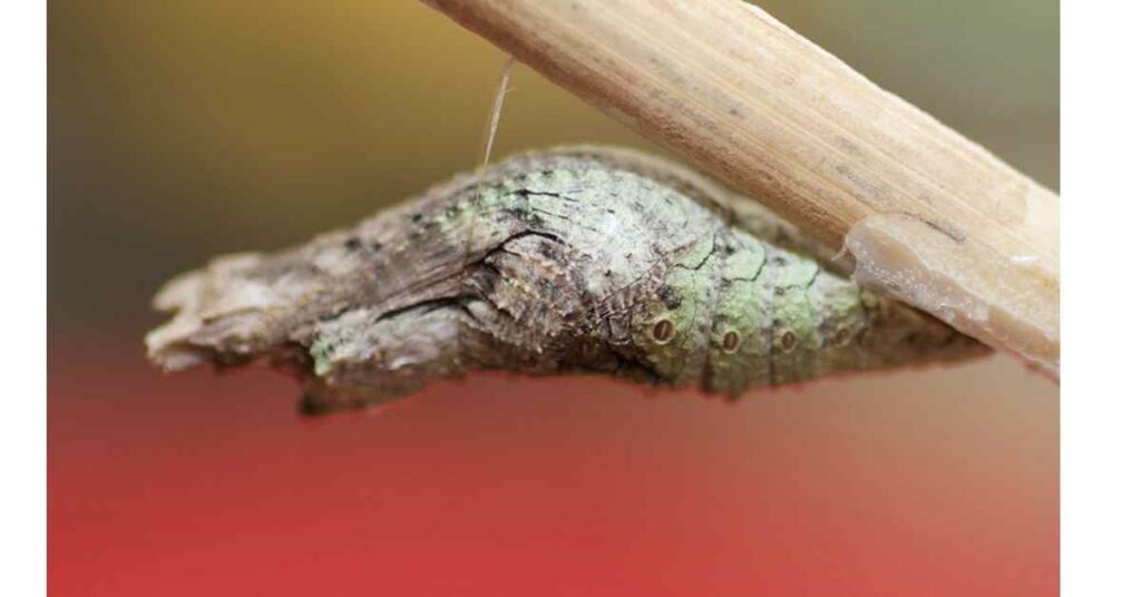 Giant Swallowtail Chrysalis