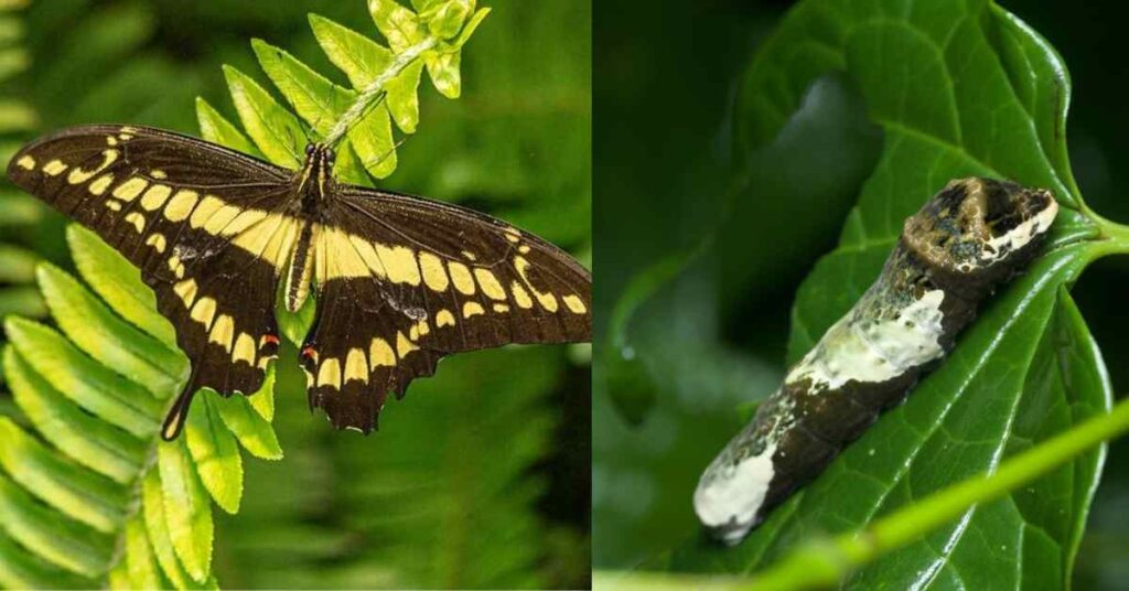 Giant Swallowtail Butterfly