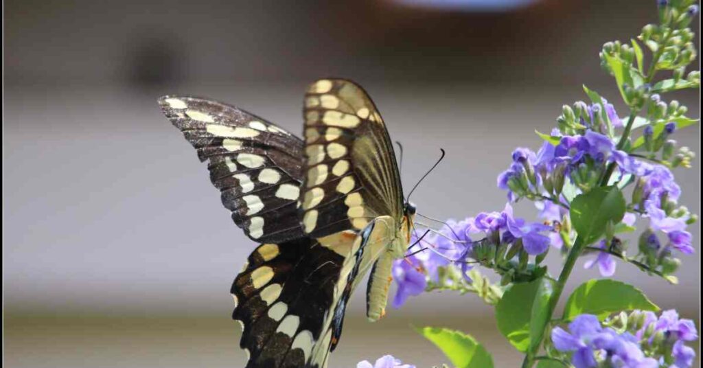 Giant Swallowtail butterfly,