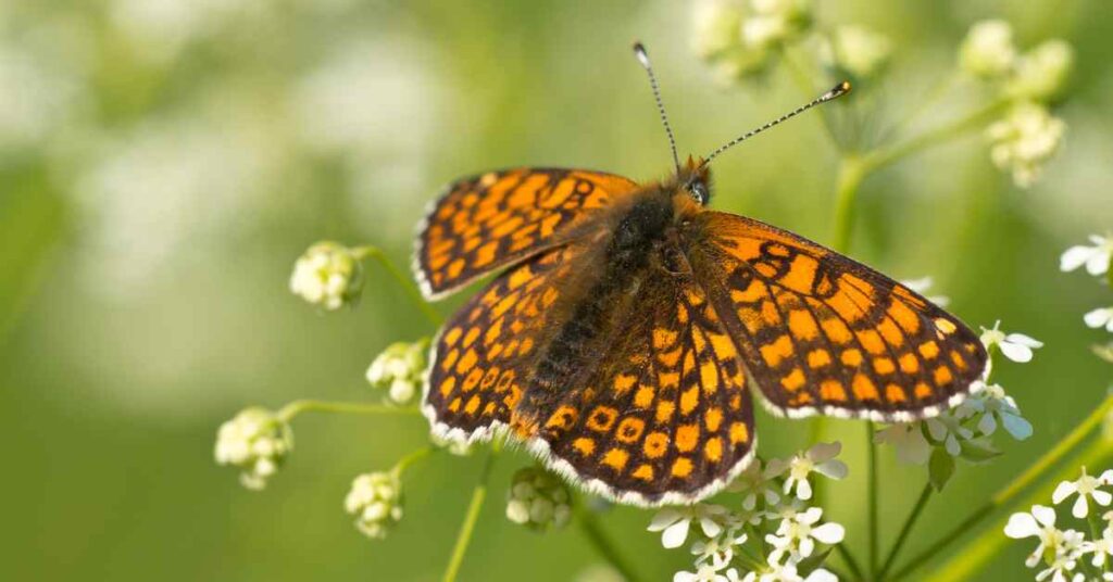 Glanville Fritillary