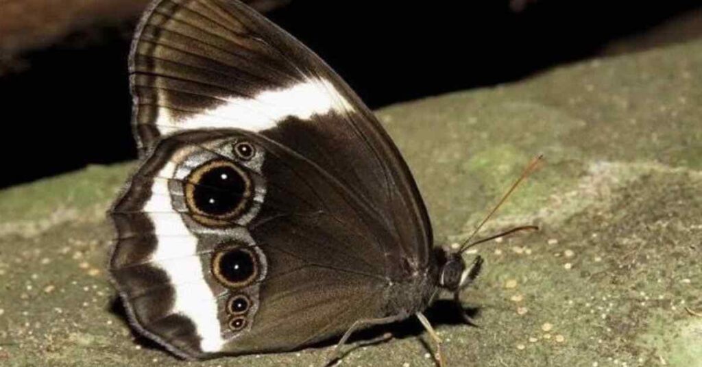 Gold-ringed Catseye butterfly